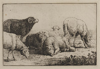 TvB G 1147
          <br/>
          Schapen
          <br/>
          <em>Hecke, Jan van den (1620-1689)</em>